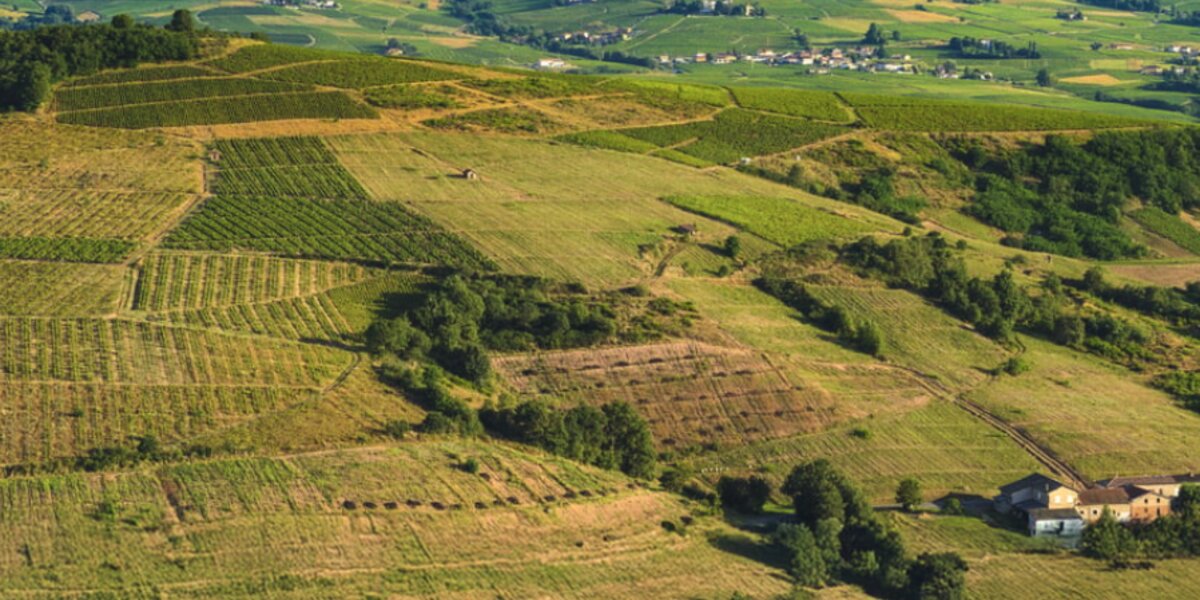 Morgon Côte du Py Jean Foillard 2023